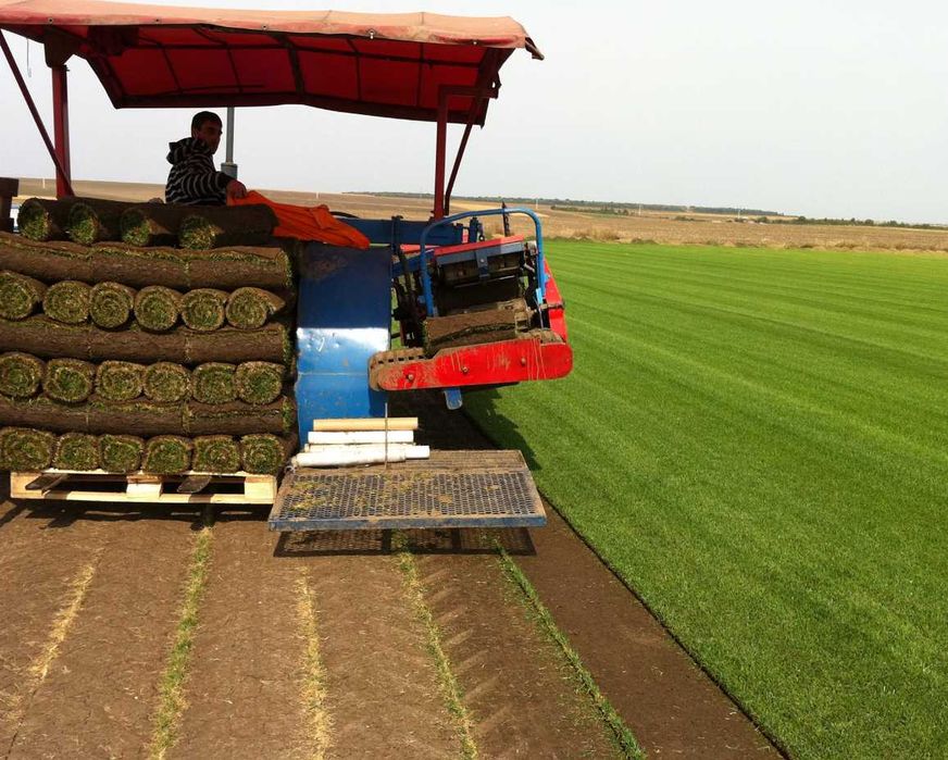 Gazon Rulou Aclimatizat – Rezistență Maximă la Soare și Ger