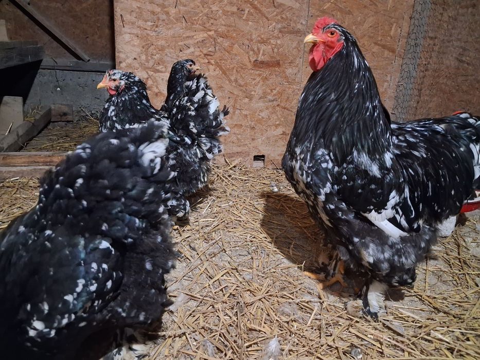 Vand oua incubatie brahma.bobat