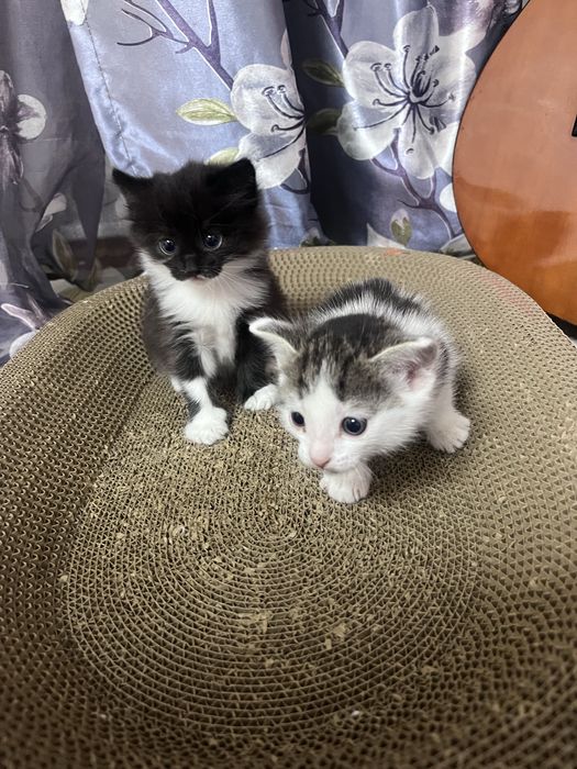 Одам котят в добрые руки  Майкудук