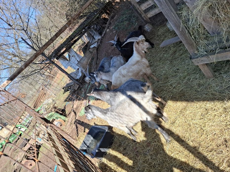 De vânzare tapi de pravila sau taiat.