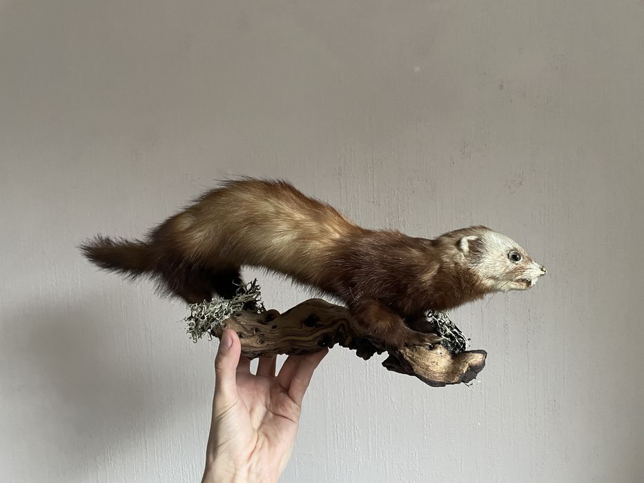 Продавам препариран пор