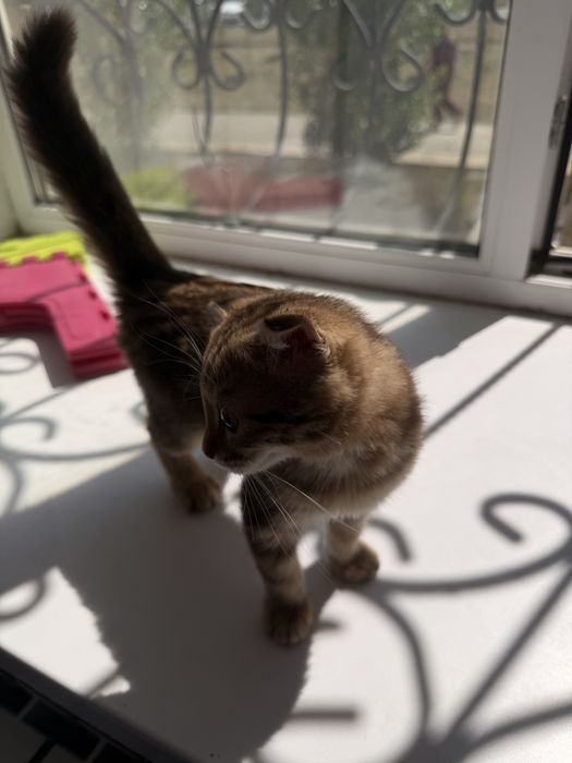 отдам котенка девочка