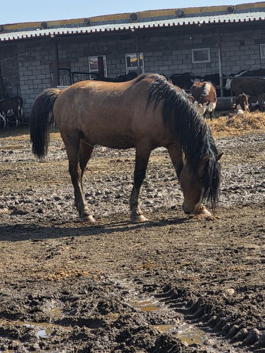 Жеребец на племя