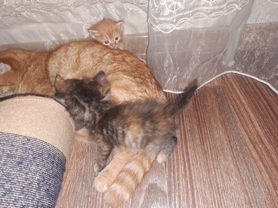 Бесплатно котята  2 месяца мальчики и девочки