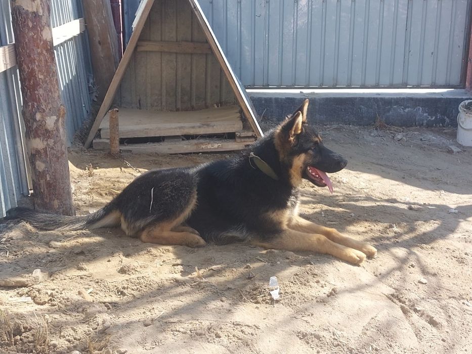 Таза қанды овчарка