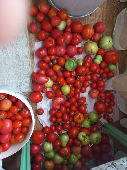 Продам помидоры домашние