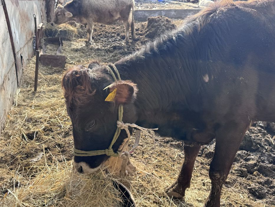 Сиыр, бұзауымен бірге