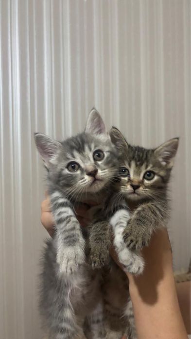 Продаются шотландские котята