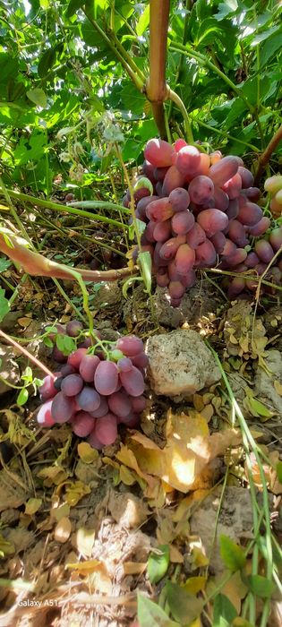 Ishonchli mevali va manzarali ko'chatlar sotamiz