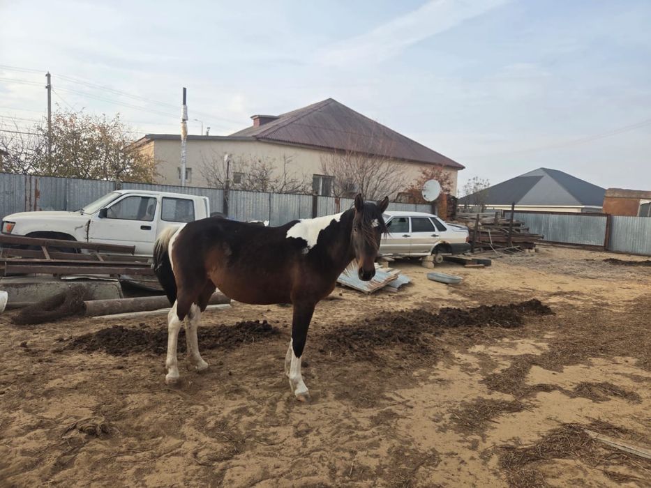 Айғыр сатылады бб