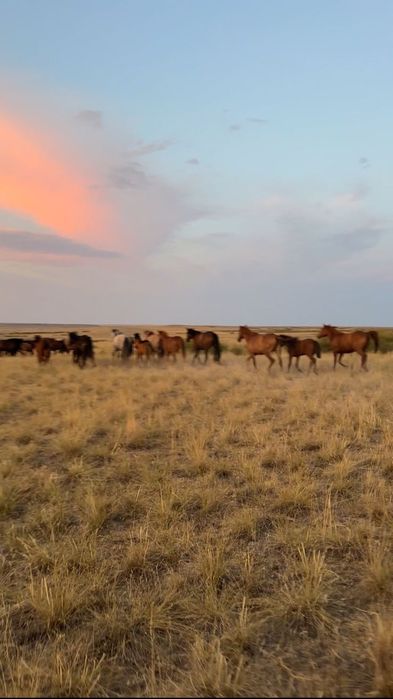 Жылкылар кулындарымен