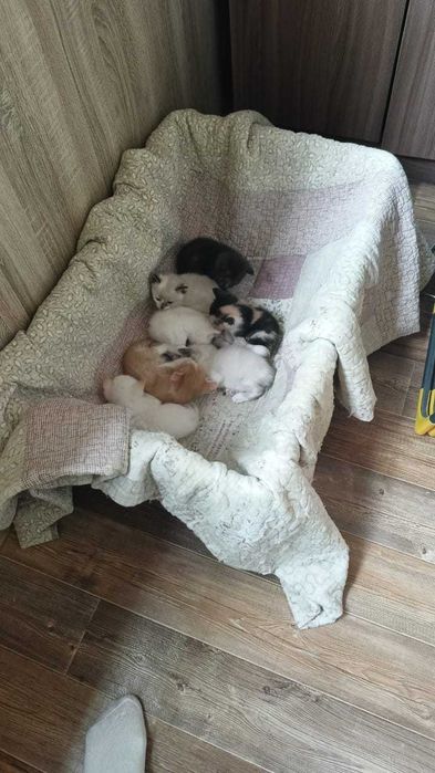 Красивые Котята даром