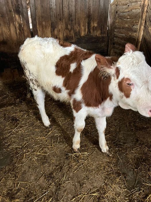 Vând vițea bălțată