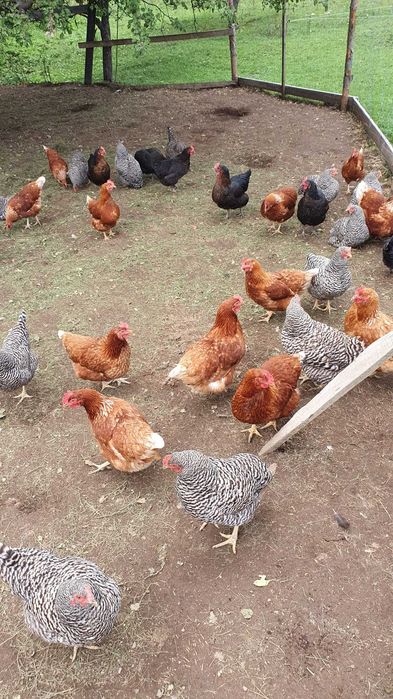 Vând găini ouătoare