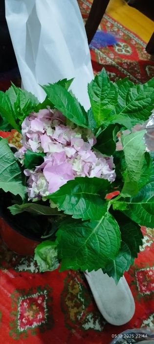 Гортензия в горшке