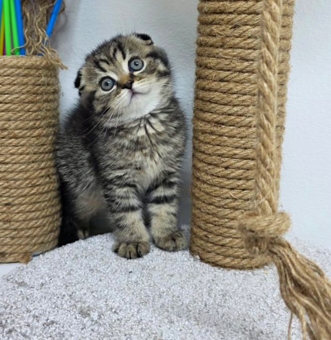 ШоТлаНдские котята