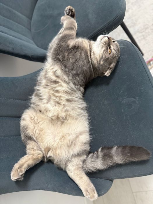 Кот шотландский кастрированный