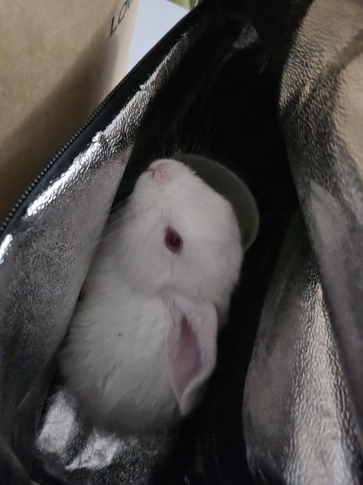 Продам кролика альбиноса