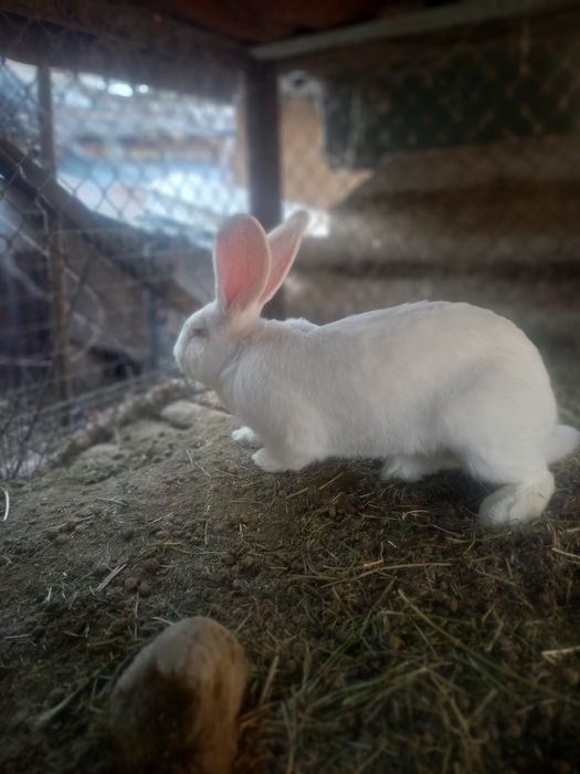 Кролики Фландер ...