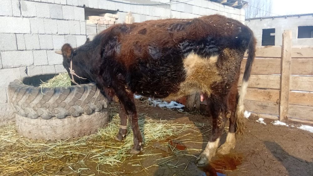 Бұзаулы сиыр сатылады