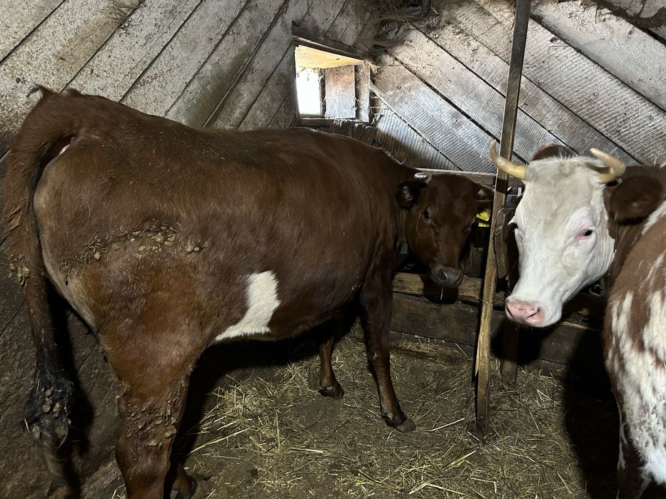 Продам 5 телок 2х летки