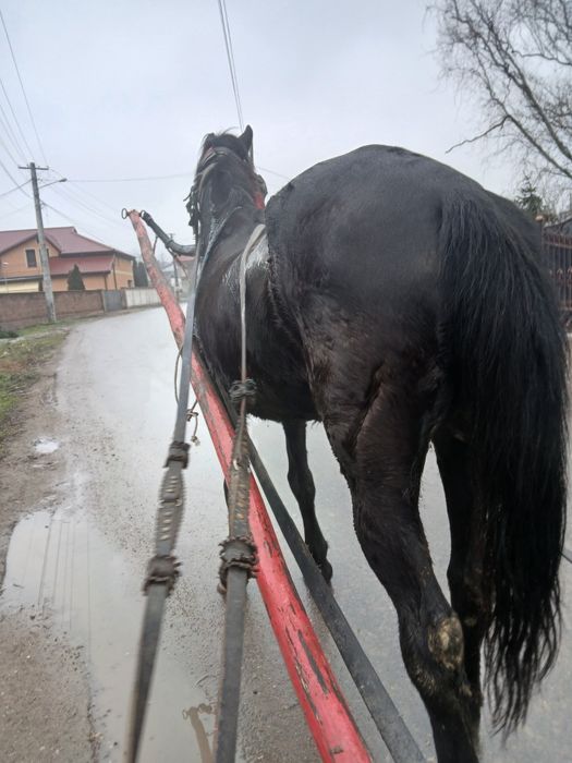 Vand iapă foarte cuminte