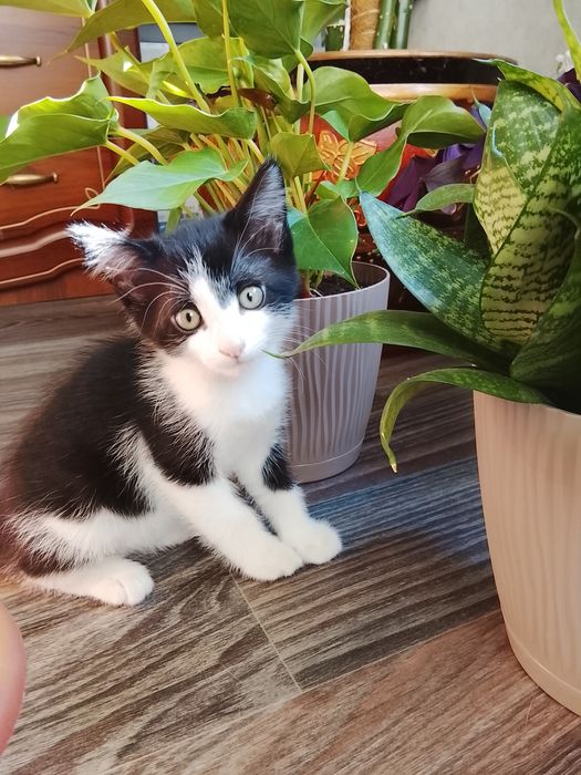 Отдам котенка в добрые руки