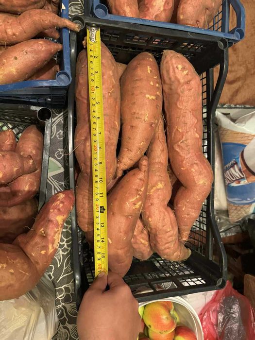 Разсад батат и сладки картофи