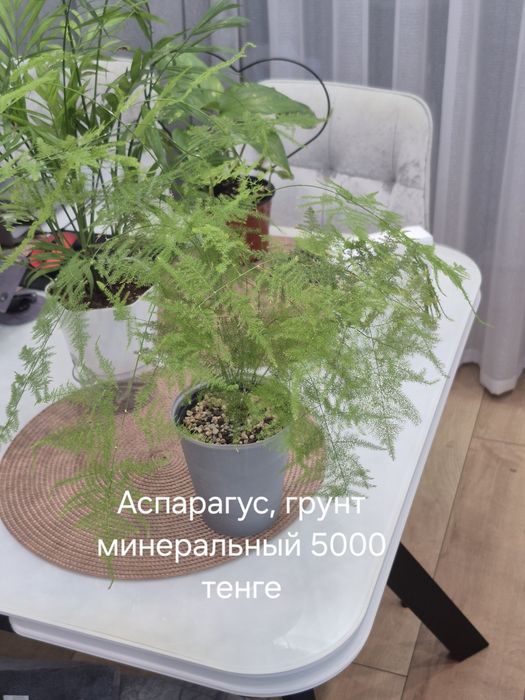 Продам комнатные цветы.