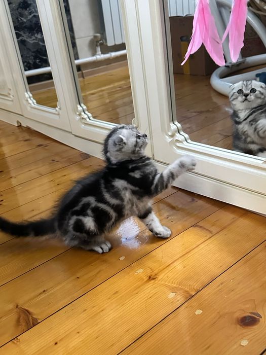 Шотландские котята