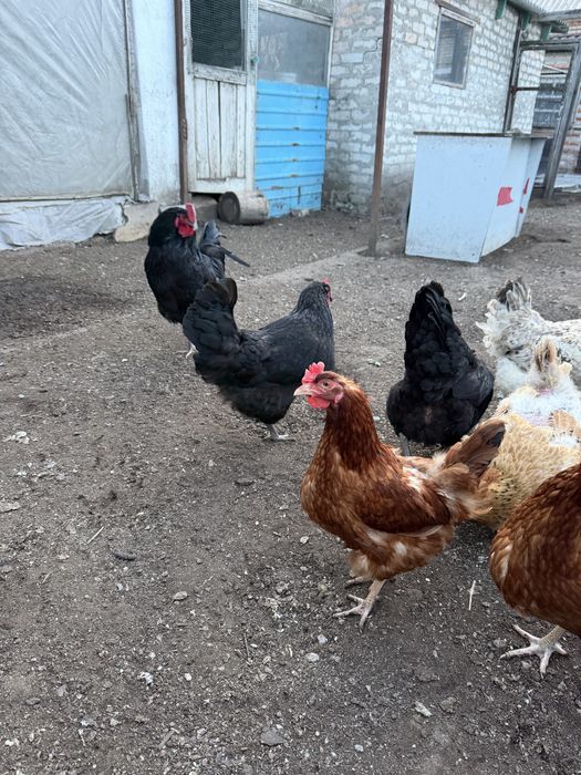 Куры несушки домашние