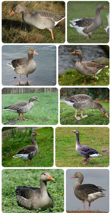 Қаз бар ,Гусь  есть