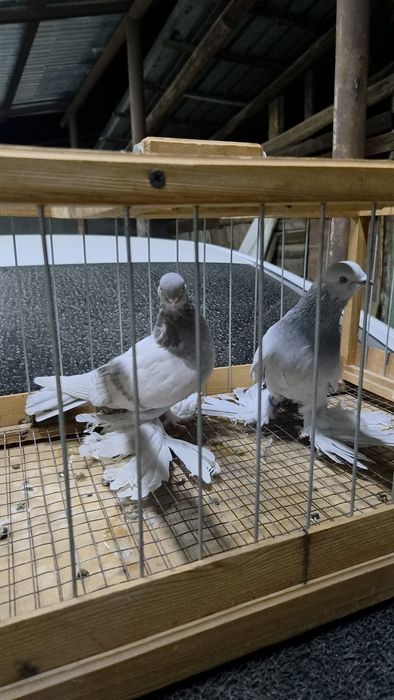 Продам  голубей сизых розовых