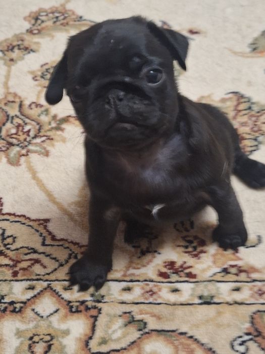 Щенки мопса ,мопсодетки