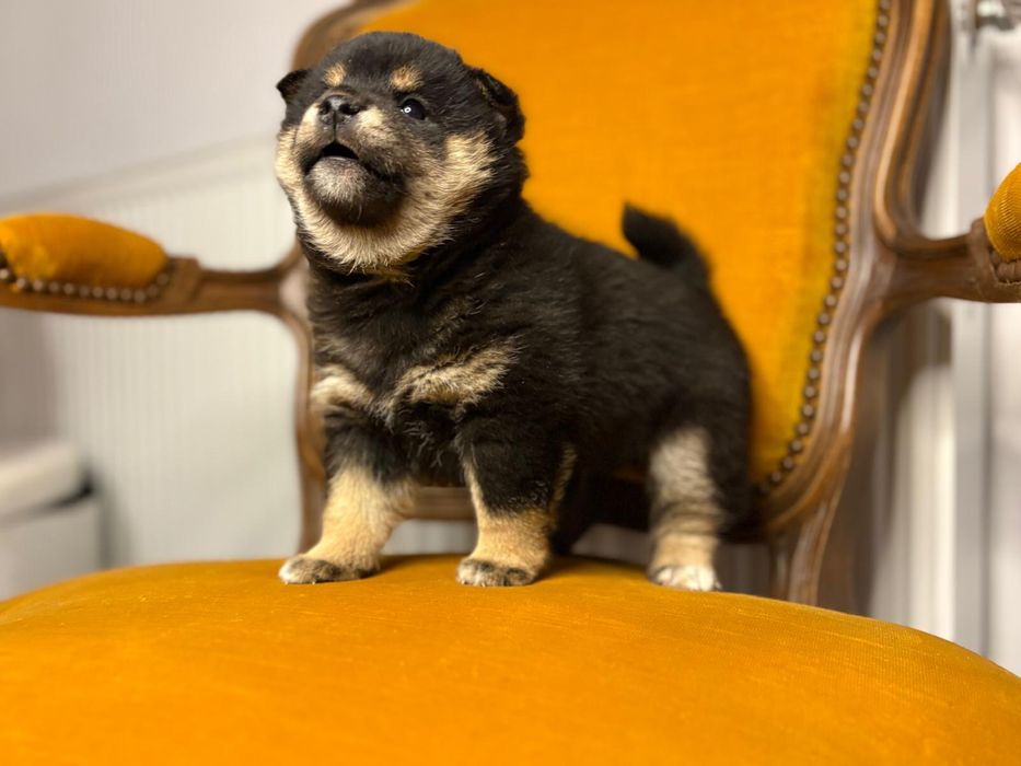 Vand baietel shiba inu