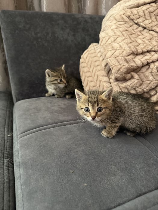 Отдам котят в добрые руки