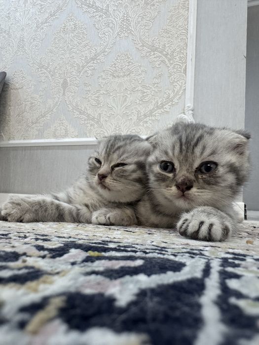 Вислоухие котята 1,5 мес