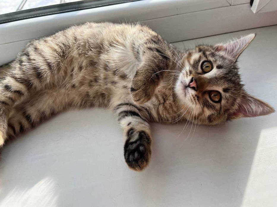 Отдам котенка в хорошие руки!