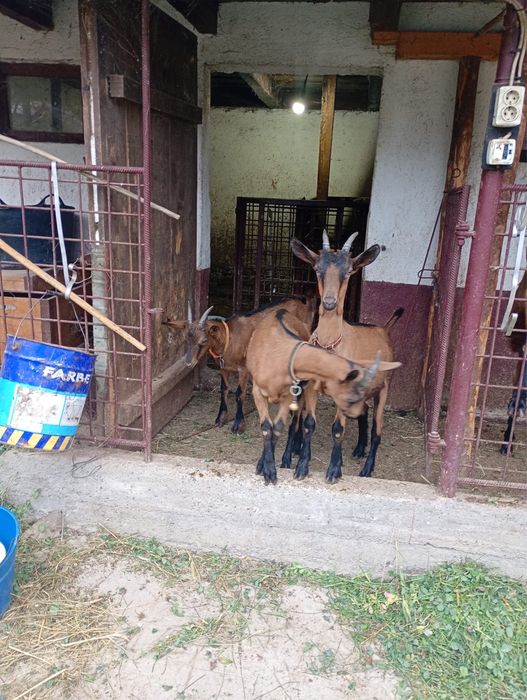 Capre rasa Alpina Franceză