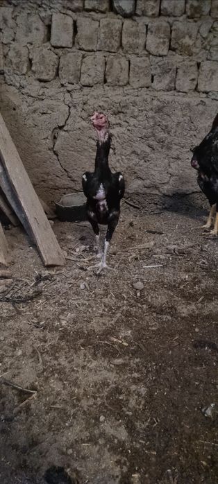 Товуклар сотилади