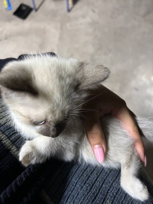 Отдам котёнка в добрые руки