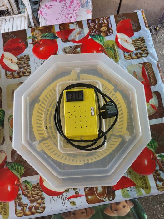 Incubator pentru pui