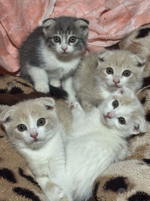 Котёнки отдам даром
