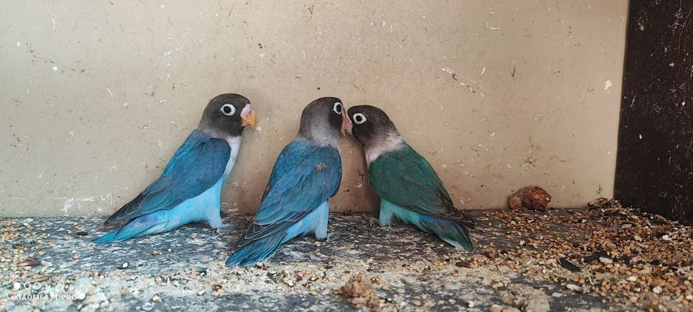 Tineret agapornis și nimfe