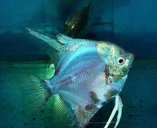 Продам скалярии Пиной Параиба