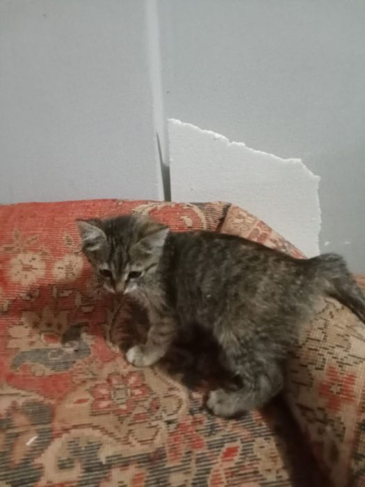 Отдам даром в хорошие добрые любящие руки