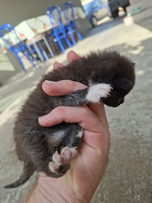 Отдам котят в хорошие руки