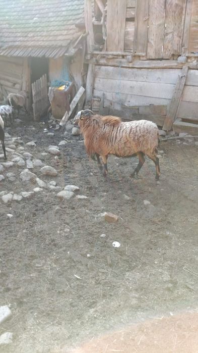 Berbec Camerun de vânzare