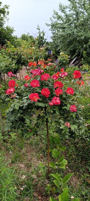 Штампвые роза турли рангларда