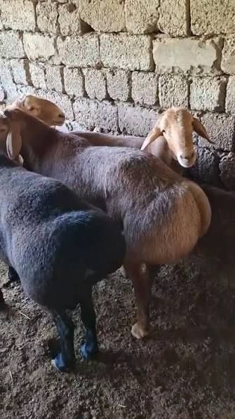 Кучкорлар бор курбонликга